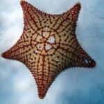 Power Snorkel by Sea Scooter & Flavored Tequila tasting - Why This Tour Might Be a Great Fit