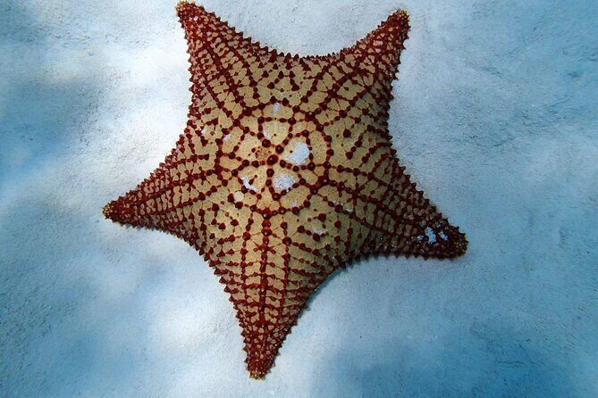 Power Snorkel by Sea Scooter & Flavored Tequila tasting - Why This Tour Might Be a Great Fit