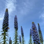 Pozzo Faceto: botanical garden - Who Should Visit?