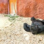 Prague Zoo Ticket with Online Audio Guide - The Experience: What You Should Know