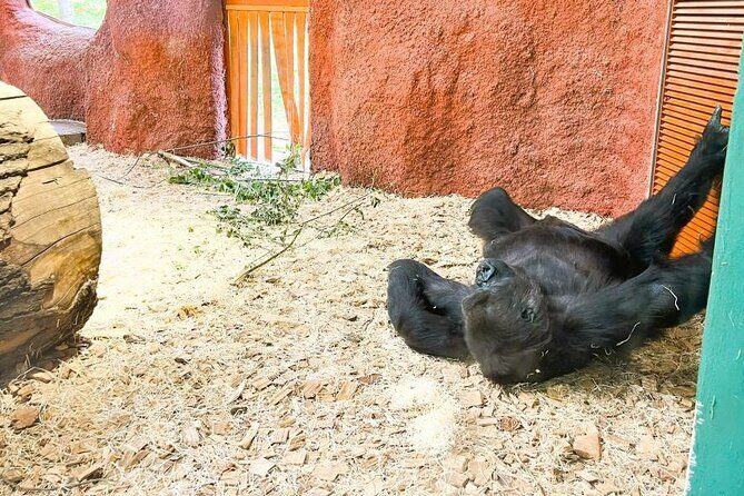 Prague Zoo Ticket with Online Audio Guide - The Experience: What You Should Know