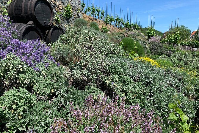 Prague´s Hidden Vineyards Private Tour - How Does It Value Out?
