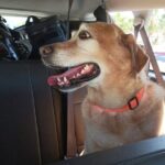 Premier Airport Shuttle Service for Seamless Transport in Cabo - FAQ