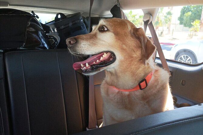 Premier Airport Shuttle Service for Seamless Transport in Cabo - FAQ