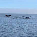 Premier Land and Sea Discount Package - The Itinerary: A Snappy Mix of Land and Sea