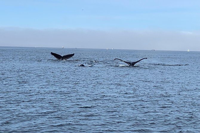 Premier Land and Sea Discount Package - The Itinerary: A Snappy Mix of Land and Sea