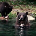 Premier Whale Watching and Wildlife Tour - What Travelers Are Saying