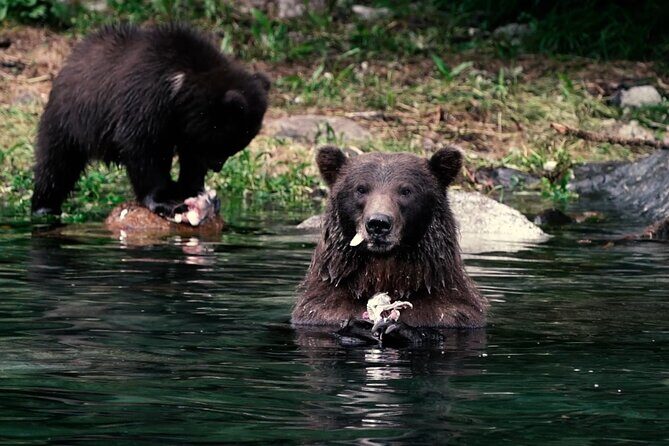 Premier Whale Watching and Wildlife Tour - What Travelers Are Saying