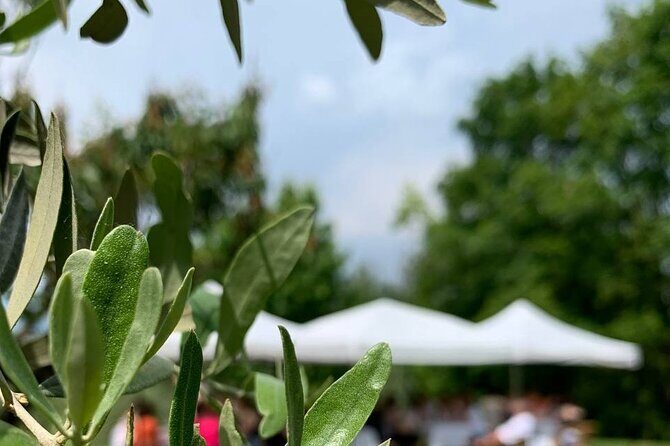 Premium Private Prosecco Hills Tour - 2 Wineries. Private tour. - What Makes This Tour Stand Out?