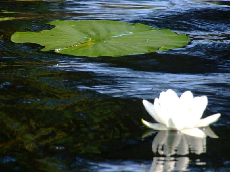 PREMIUM TOUR SMALL GROUP Bucharest: Day Trip to Danube Delta - What Makes This Tour Stand Out