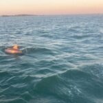 Private 2-Hour Dolphin and Sightseeing Tour - Final Thoughts: Is It Worth It?