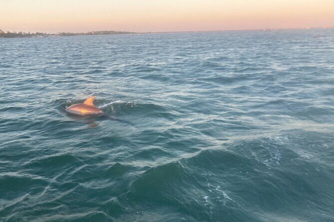 Private 2-Hour Dolphin and Sightseeing Tour - Final Thoughts: Is It Worth It?