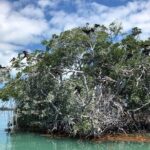 Private 2 hour Mangrove Ecotour - What to Expect During Your Trip