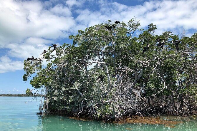 Private 2 hour Mangrove Ecotour - What to Expect During Your Trip