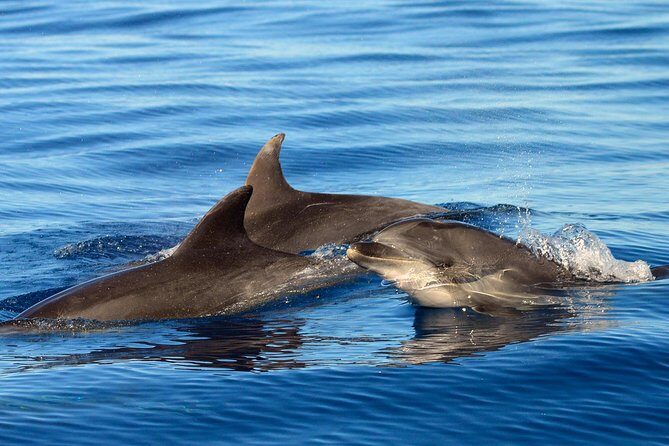 Private 2 hour Whale Watching Tour - What’s Included and What’s Not