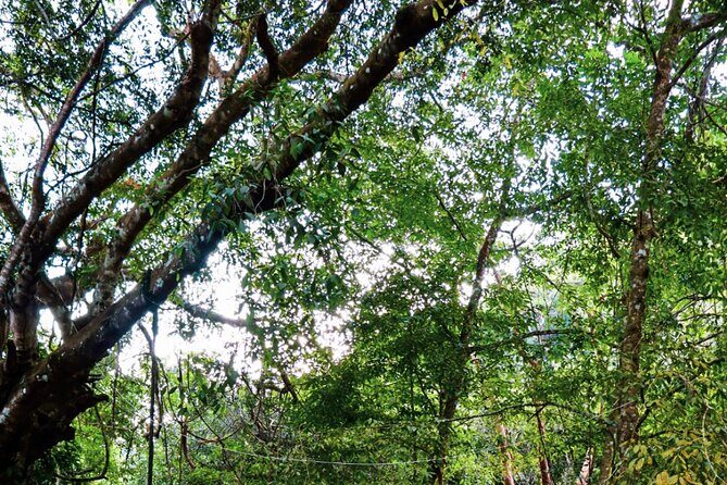 Private 4 hour Hiking Adventure + Breakfast in Nogalito Ecopark - Who Should Consider This Tour?