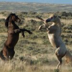 Private 4 Hour Red Canyon Wild Mustang Air Conditioned Van Tours - Wildlife Viewing and Scenic Highlights