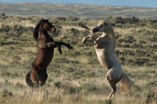 Private 4 Hour Red Canyon Wild Mustang Air Conditioned Van Tours - Wildlife Viewing and Scenic Highlights