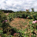 Private Access Rose Festival Kazanlak 06-08.06.2025 - What Do the Reviews Say?