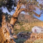 Private Aegina Island Tour with a Local Certified Guide - An In-Depth Look at the Aegina Private Tour