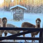 PRIVATE Alpaca Guided Forest Walk + Feeding Helsinki - Who Will Love This?