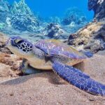 Private and Personalized Scuba Diving Adventures for All Experience Levels - Who Is This Tour Best For?