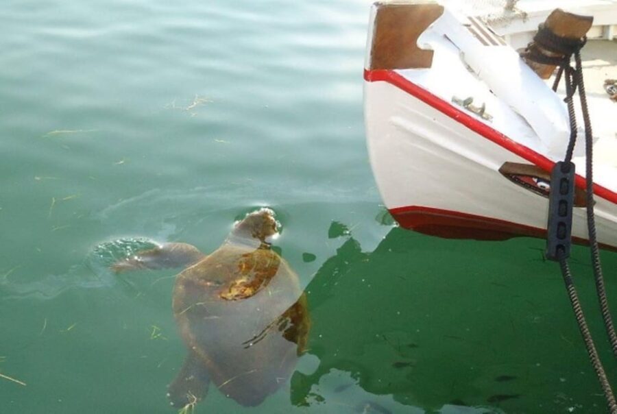 Private Argostoli Walking Experience - Why Travelers Love This Experience