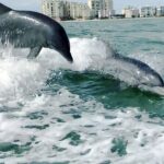Private Best of Marco Island Dolphin Tour - The Itinerary in Detail