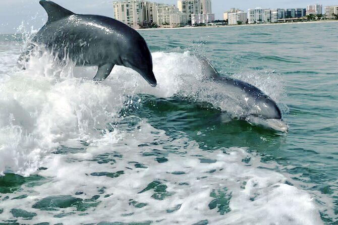 Private Best of Marco Island Dolphin Tour - The Itinerary in Detail