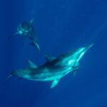 Private Big Island Snorkeling - What the Reviews Say