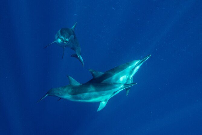 Private Big Island Snorkeling - What the Reviews Say