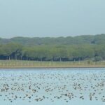 Private Birding & Photography Day Trip to Doñana - The Experience: Pros and Cons