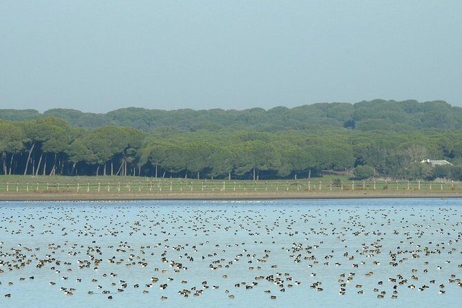 Private Birding & Photography Day Trip to Doñana - The Experience: Pros and Cons