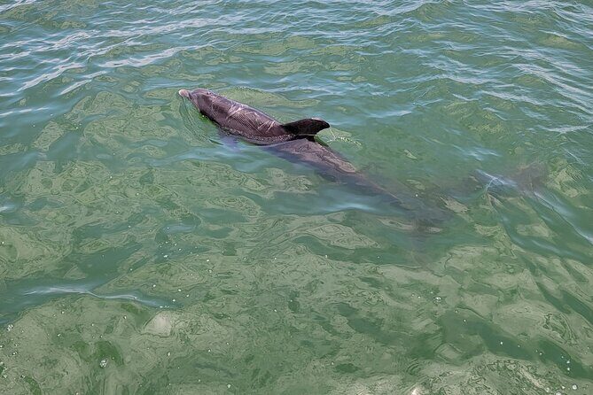 Private Boat Tour up to 12 People Fort Myers Beach and Sanibel - A Closer Look at the Experience