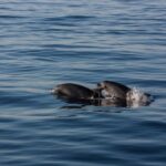 Private Boat tour with snorkeling, Hot Springs & Caldera - The Itinerary: What You’ll Actually Do