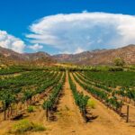 Private Boutique Wine Tour in Valle de Guadalupe - Why This Tour Stands Out