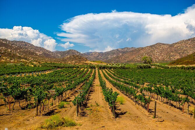 Private Boutique Wine Tour in Valle de Guadalupe - Why This Tour Stands Out