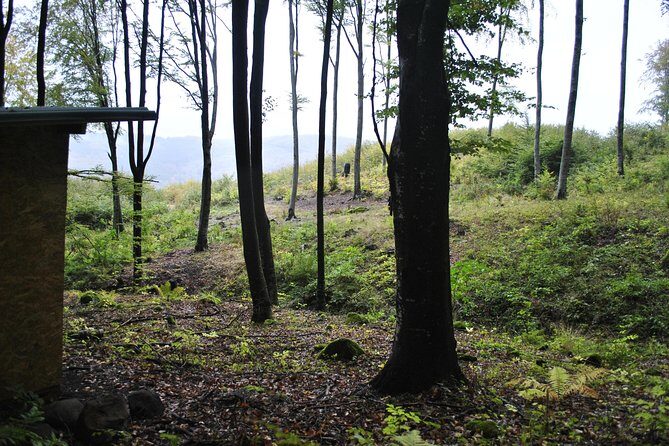 Private Brown Bear Watching Experience near Odorheiu Secuiesc - Why This Tour Offers Real Value