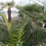 Private Cape Kaliakra & the Balchik Botanical Gardens from Varna - Why Travelers Love This Tour