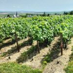 Private Champagne Tour Veuve Clicquot, Moet & Chandon from Reims - FAQs
