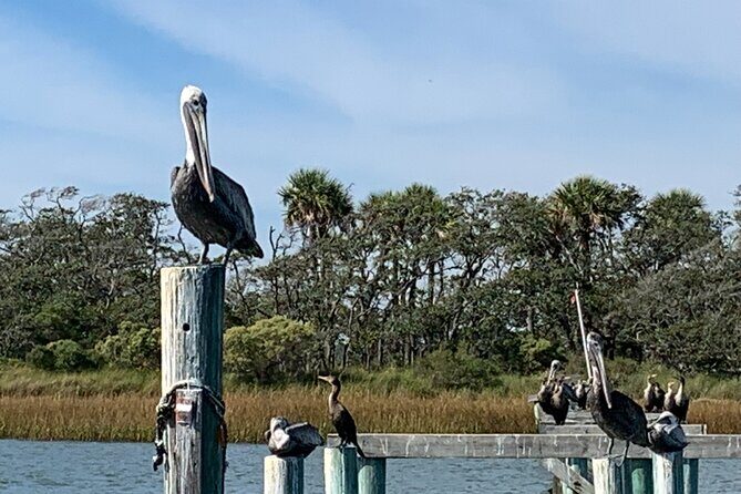 Private Charleston Dolphin and Eco Boat Tour - A Close Look at the Itinerary