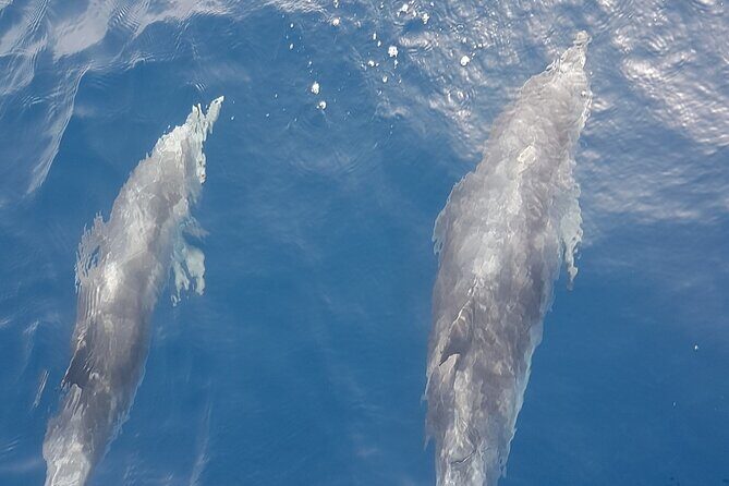 Private Charter 2 Hours Whale Watching Puerto Colon Adeje - Who Should Consider This Tour?