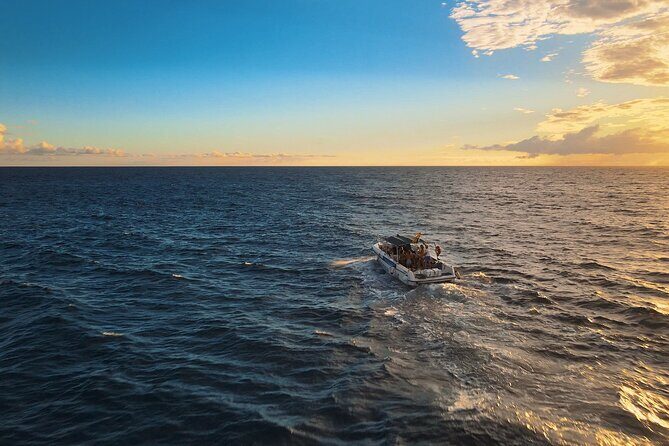 private charter 3 Hours Whale Encounter puerto colon adeje - The Value of a Private Trip