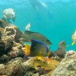 Private Charter 6 Passenger Sandbar, Snorkel, Dolphins - The Practical Side: Pricing, Booking, and Important Details