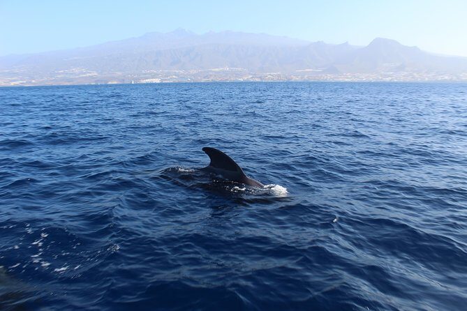 Private Charter in Tenerife south max 7 people - Why a Private Charter in Tenerife Stands Out