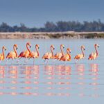 Private Chichen Itza, Cenote Ik Kil, Rio Lagartos & Las Coloradas - What Travelers Love & What to Consider