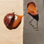 Private Chocolate Tasting Experience in Ghent - FAQs