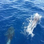 Private Coast to Coast Sailing Trip from Rhodes City - What’s Included & Practical Tips