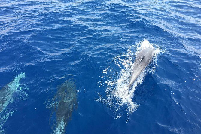 Private Coast to Coast Sailing Trip from Rhodes City - What’s Included & Practical Tips