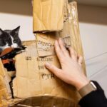 Private Combo Reykjavik Folklore & CatWalk - What to Expect at Each Stop